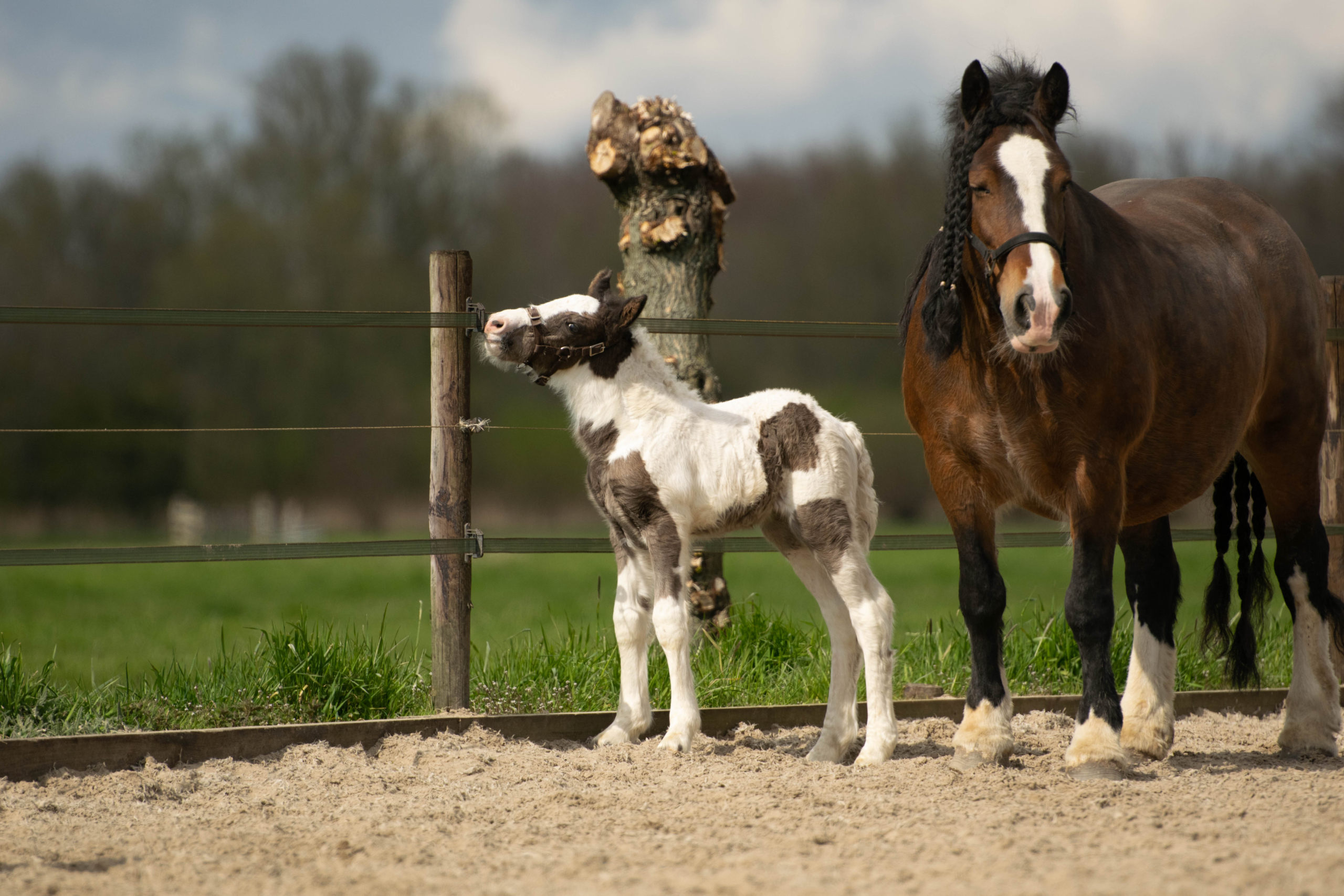 Beppie van de Buurtboerderij1