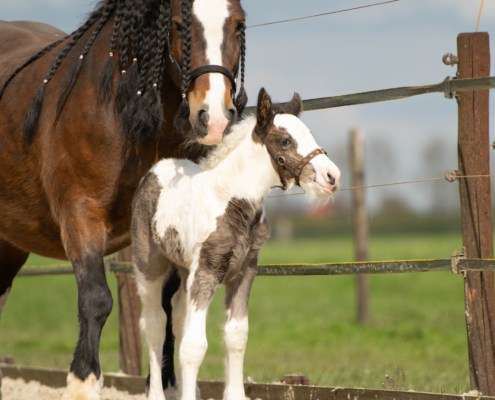 Beppie van de Buurtboerderij3